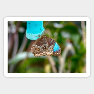 African Butterfly Sticker